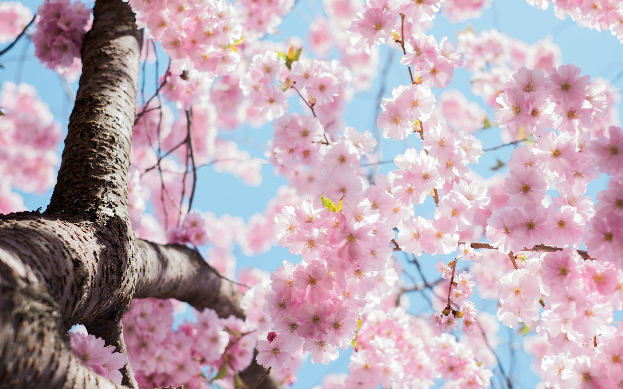 Pink cherry blossoms in full bloom against a spring sky