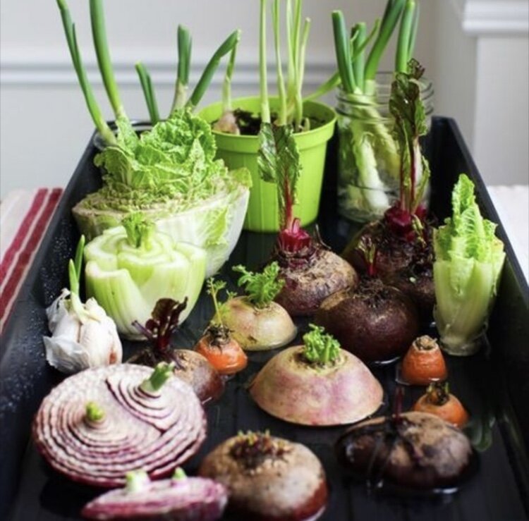 A tray of kitchen-scrap vegetables regrowing green shoots indoors