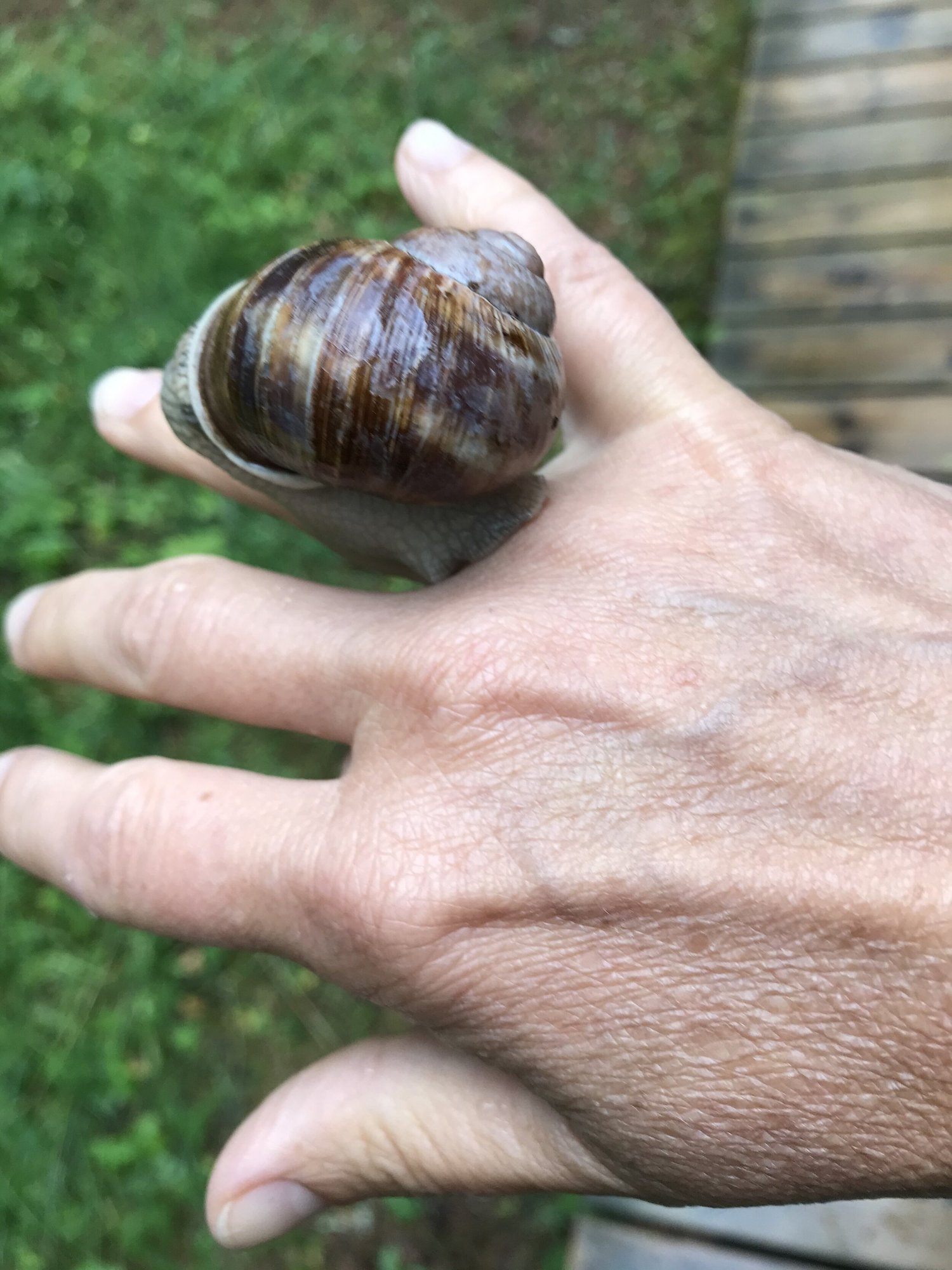A large snail resting on the back of a child's hand