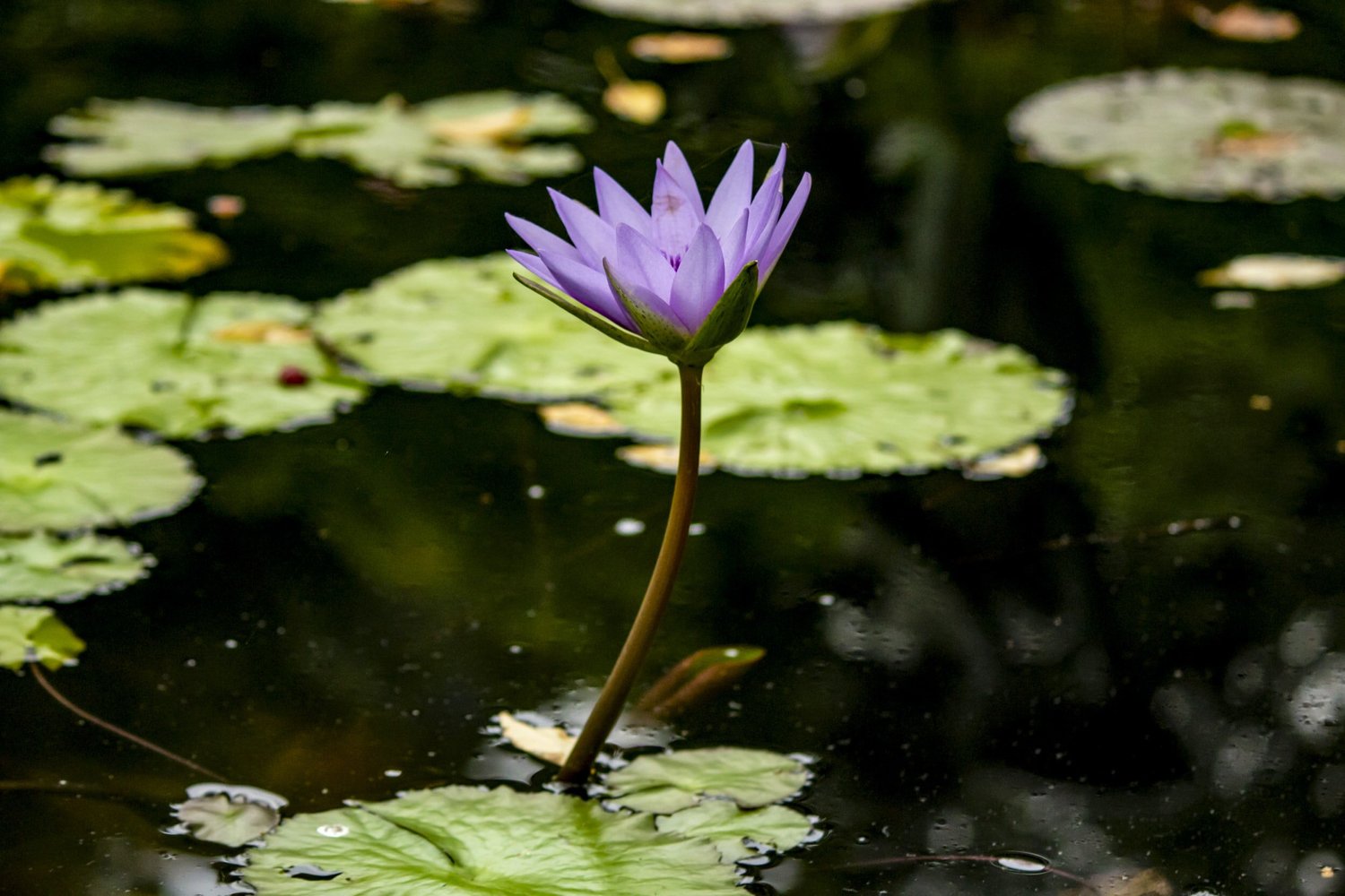 A purple water lily rising above lily pads